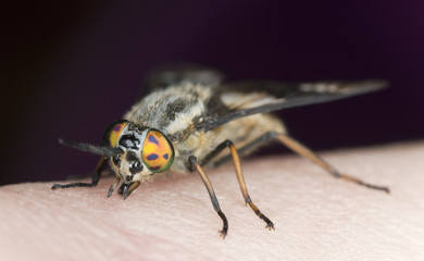 Twin-lobed deerfly (Chrysops relictus) sucking blood from human