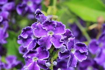 Purple Flower
