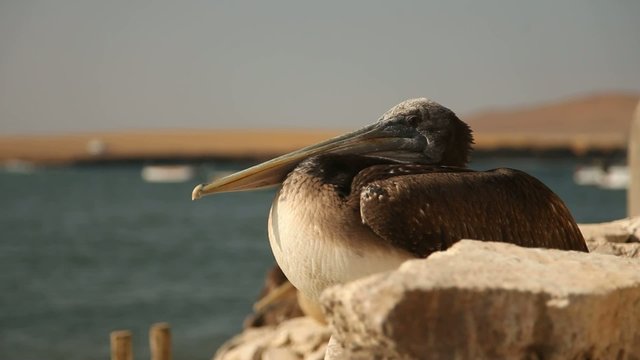 Pelikan
