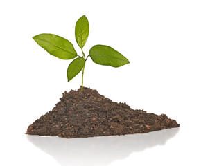 sapling growing from soil