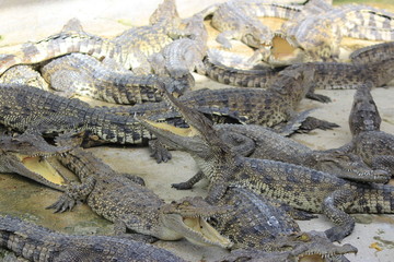 group of large freshwater crocodiles