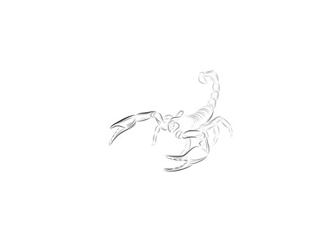 Sketch of a scorpion with the lifted tail and the exposed claws