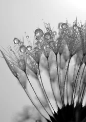 Printed roller blinds Dandelions and water dewy dandelion