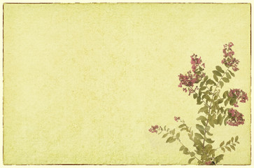 crepe myrtle flowers with old grunge antique paper texture