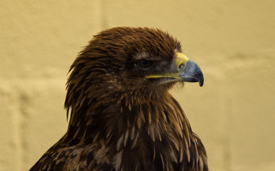 Bird of prey