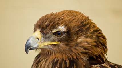 Bird of prey