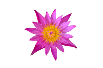 Fototapeta premium pink lotus flower isolated on white background