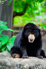 Black bear in wilderness