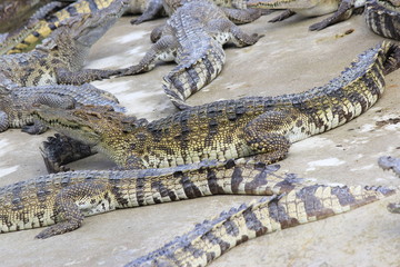 group of large freshwater crocodiles