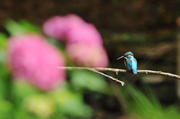 止まり木のカワセミ