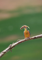 止まり木のカワセミ