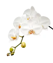 Photo sur Plexiglas Orchidée Beautiful white orchid blooming.