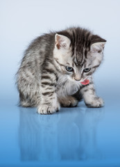 Britain's little kitten