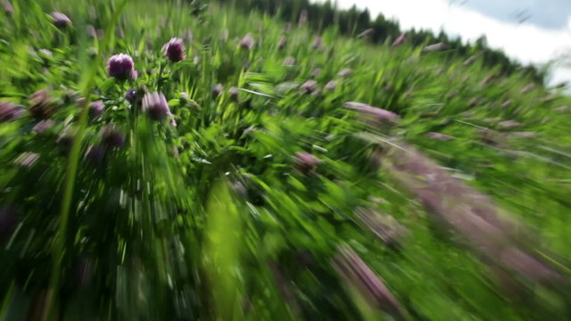 Fast run through the grass.