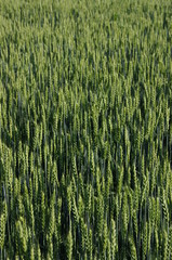 Grain field © emar