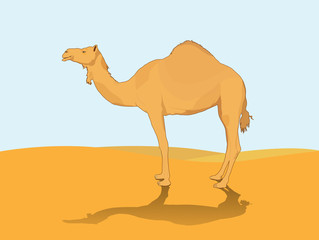 Camel in deserts