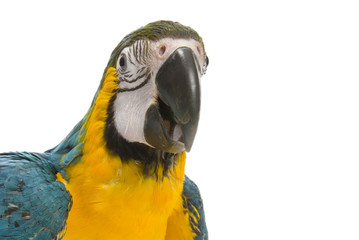 Blue and Gold Macaw on white background