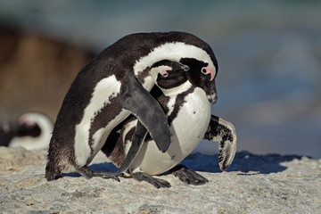 African penguins (Spheniscus demersus), South Africa