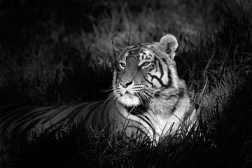 Panele Szklane Podświetlane  Monochromatyczny obraz tygrysa bengalskiego