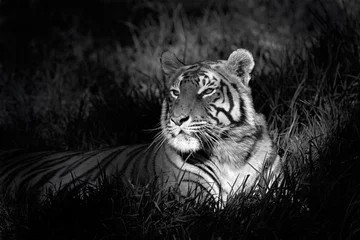 Crédence de cuisine en verre imprimé Tigre Monochrome image of a bengal tiger