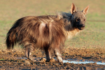 Brown hyena (Hyaena brunnea), Kalahari desert