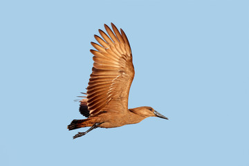 Hammerkop bird in flight