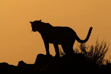 Rolgordijnen Leopard silhouette © EcoView