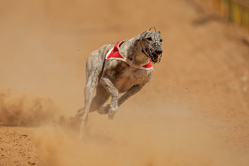Sprinting greyhound