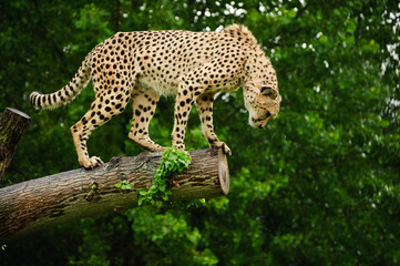 Cheetah Acinonyx Jubatus Big Cat