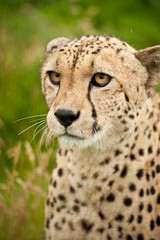 Cheetah Acinonyx Jubatus Big Cat