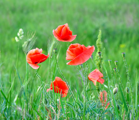 Red poppies - floral pattern