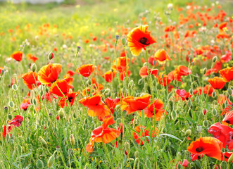 Naklejka premium Scarlet field poppies blooming