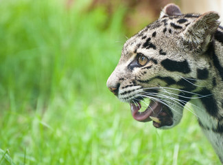 Fototapeta na wymiar Clouded leopard Neofelis Nebulova portret kot duży