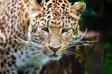 Obraz na płótnie Canvas Piękna Panthera Pardus leopard cat big wśród liści