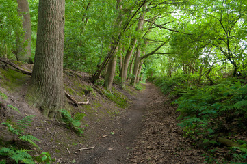 footpath in forest
