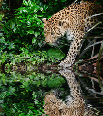 Beautiful leopard Panthera Pardus big cat amongst foliage reflec © veneratio