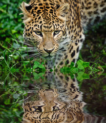 Beautiful leopard Panthera Pardus big cat amongst foliage reflec