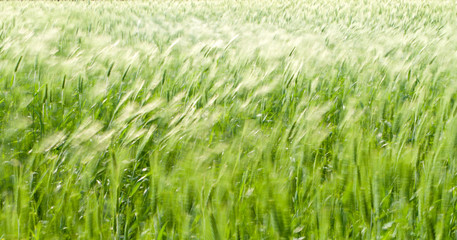 wheat field