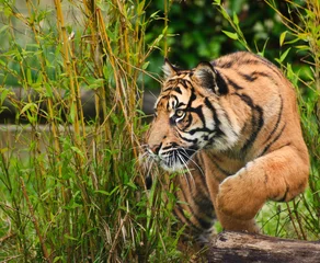 Zelfklevend Fotobehang Portrait of Sumatran Tiger Panthera Tigris Sumatrae big cat © veneratio