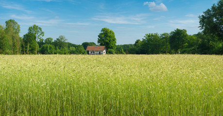 wheat field