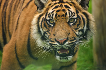 Portrait of Sumatran Tiger Panthera Tigris Sumatrae big cat