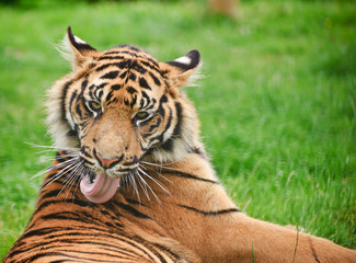 Portrait of Sumatran Tiger Panthera Tigris Sumatrae big cat
