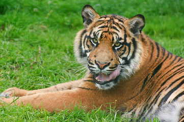 Naklejka na ściany i meble Portret Tygrys sumatrzański Panthera tigris Sumatrae wielkiego kota