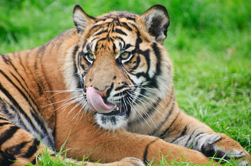 Portrait of Sumatran Tiger Panthera Tigris Sumatrae big cat