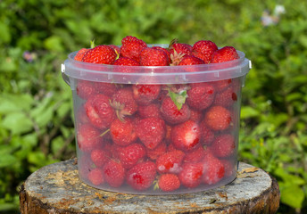 Ripe strawberries in a transparent bucket