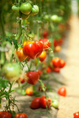 Many tomatoes growing in a glasshouse