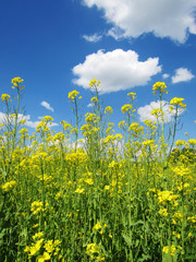 Obraz premium Sommer, Rapsfeld und blauer Himmel mit Wolken 2