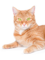 Fototapeta na wymiar Isolated red cat