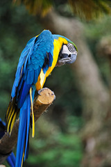 ルリコンゴウインコ