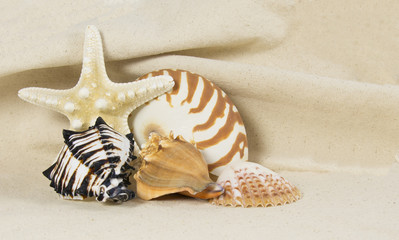 Fototapeta na wymiar sea shell still life